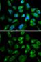Killer cell immunoglobulin-like receptor 2DL3 antibody, GTX54367, GeneTex, Immunocytochemistry image 