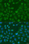Wnt Family Member 9A antibody, 23-293, ProSci, Immunofluorescence image 