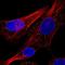 Cathepsin C antibody, HPA066610, Atlas Antibodies, Immunofluorescence image 