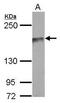 TN-R antibody, PA5-31143, Invitrogen Antibodies, Western Blot image 