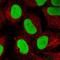 X-Ray Repair Cross Complementing 6 antibody, NBP2-38567, Novus Biologicals, Immunofluorescence image 
