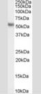 Karyopherin Subunit Alpha 2 antibody, NB100-1371, Novus Biologicals, Western Blot image 