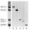 Neurofilament Heavy antibody, TA336606, Origene, Western Blot image 