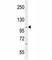 Intraflagellar Transport 88 antibody, F41236-0.4ML, NSJ Bioreagents, Western Blot image 