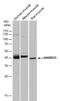 Ankyrin Repeat Domain 33 antibody, PA5-40110, Invitrogen Antibodies, Western Blot image 