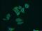 Solute Carrier Family 25 Member 45 antibody, 14160-1-AP, Proteintech Group, Immunofluorescence image 
