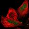 C1q And TNF Related 6 antibody, NBP1-85381, Novus Biologicals, Immunocytochemistry image 