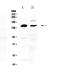 NEDD4 E3 Ubiquitin Protein Ligase antibody, PA5-79725, Invitrogen Antibodies, Western Blot image 