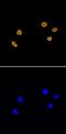 H2A Histone Family Member Y antibody, MAB8318, R&D Systems, Immunocytochemistry image 