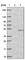 Fatty Acid Desaturase 1 antibody, HPA042705, Atlas Antibodies, Western Blot image 