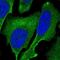 Sterile Alpha Motif Domain Containing 1 antibody, PA5-65308, Invitrogen Antibodies, Immunofluorescence image 