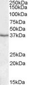 Paraoxonase 1 antibody, TA305619, Origene, Western Blot image 