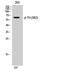 Tyrosine Hydroxylase antibody, A01917S62, Boster Biological Technology, Western Blot image 