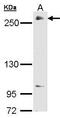 RNA Polymerase II Subunit A antibody, GTX104690, GeneTex, Western Blot image 