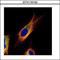 COP9 Signalosome Subunit 3 antibody, LS-C155260, Lifespan Biosciences, Immunofluorescence image 