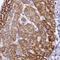 Deleted In Azoospermia 1 antibody, NBP2-46743, Novus Biologicals, Immunohistochemistry frozen image 