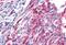 Frizzled Class Receptor 5 antibody, NLS4284, Novus Biologicals, Immunohistochemistry paraffin image 