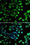 N-Terminal Xaa-Pro-Lys N-Methyltransferase 1 antibody, PA5-77131, Invitrogen Antibodies, Immunofluorescence image 