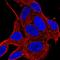 RAB33A, Member RAS Oncogene Family antibody, HPA059737, Atlas Antibodies, Immunofluorescence image 