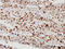 Serine/Threonine Kinase 38 antibody, LS-C133687, Lifespan Biosciences, Immunohistochemistry frozen image 