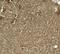 Kruppel Like Factor 17 antibody, GTX31603, GeneTex, Immunohistochemistry paraffin image 