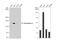 Desmoglein 2 antibody, NBP1-33374, Novus Biologicals, Western Blot image 