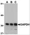 GAPDH antibody, 3783, ProSci Inc, Western Blot image 