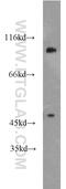 Pleckstrin And Sec7 Domain Containing 2 antibody, 17404-1-AP, Proteintech Group, Western Blot image 