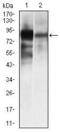 Alkaline Phosphatase, Biomineralization Associated antibody, MA5-17030, Invitrogen Antibodies, Western Blot image 