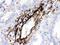 Matrix Gla Protein antibody, PB9954, Boster Biological Technology, Immunohistochemistry paraffin image 