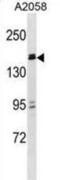 Zinc Finger And BTB Domain Containing 38 antibody, abx028998, Abbexa, Western Blot image 