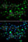 Minichromosome Maintenance 10 Replication Initiation Factor antibody, A7199, ABclonal Technology, Immunofluorescence image 