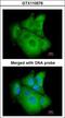 PSA antibody, LS-B10505, Lifespan Biosciences, Immunocytochemistry image 