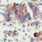 Matrix Metallopeptidase 2 antibody, MAB902, R&D Systems, Immunohistochemistry frozen image 