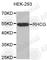 Rh Family C Glycoprotein antibody, A4739, ABclonal Technology, Western Blot image 