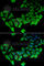 Amyloid Beta Precursor Like Protein 1 antibody, A2634, ABclonal Technology, Immunofluorescence image 