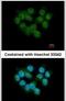 Selenide, water dikinase 2 antibody, PA5-27950, Invitrogen Antibodies, Immunofluorescence image 