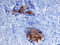 Matrix Metallopeptidase 7 antibody, MAB907, R&D Systems, Immunohistochemistry frozen image 