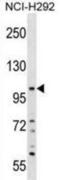 KIAA0969 antibody, abx029805, Abbexa, Western Blot image 