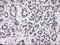Mitogen-Activated Protein Kinase 12 antibody, LS-C114599, Lifespan Biosciences, Immunohistochemistry paraffin image 