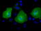 Adenylate Kinase 5 antibody, TA501640, Origene, Immunofluorescence image 