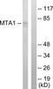 Metastasis-associated protein MTA1 antibody, LS-C119015, Lifespan Biosciences, Western Blot image 