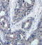 Insulin Receptor Substrate 1 antibody, STJ22197, St John