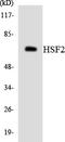 Heat Shock Transcription Factor 2 antibody, LS-C292073, Lifespan Biosciences, Western Blot image 