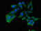 TRAF2 And NCK Interacting Kinase antibody, LS-C679846, Lifespan Biosciences, Immunofluorescence image 