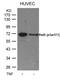 RELB Proto-Oncogene, NF-KB Subunit antibody, 79-220, ProSci, Western Blot image 