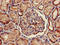 Forkhead Box Q1 antibody, LS-C677978, Lifespan Biosciences, Immunohistochemistry paraffin image 