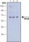 p65 antibody, MA1-24691, Invitrogen Antibodies, Western Blot image 
