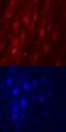 Distal-Less Homeobox 5 antibody, AF6710, R&D Systems, Immunofluorescence image 