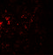 C-C Motif Chemokine Receptor 7 antibody, 7649, ProSci, Immunofluorescence image 
